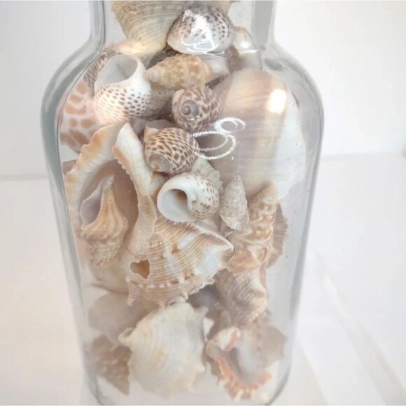 Florida Seashells in Glass Jar with cork Stopper NWOT Handmade Custom Gift - Picture 3 of 16